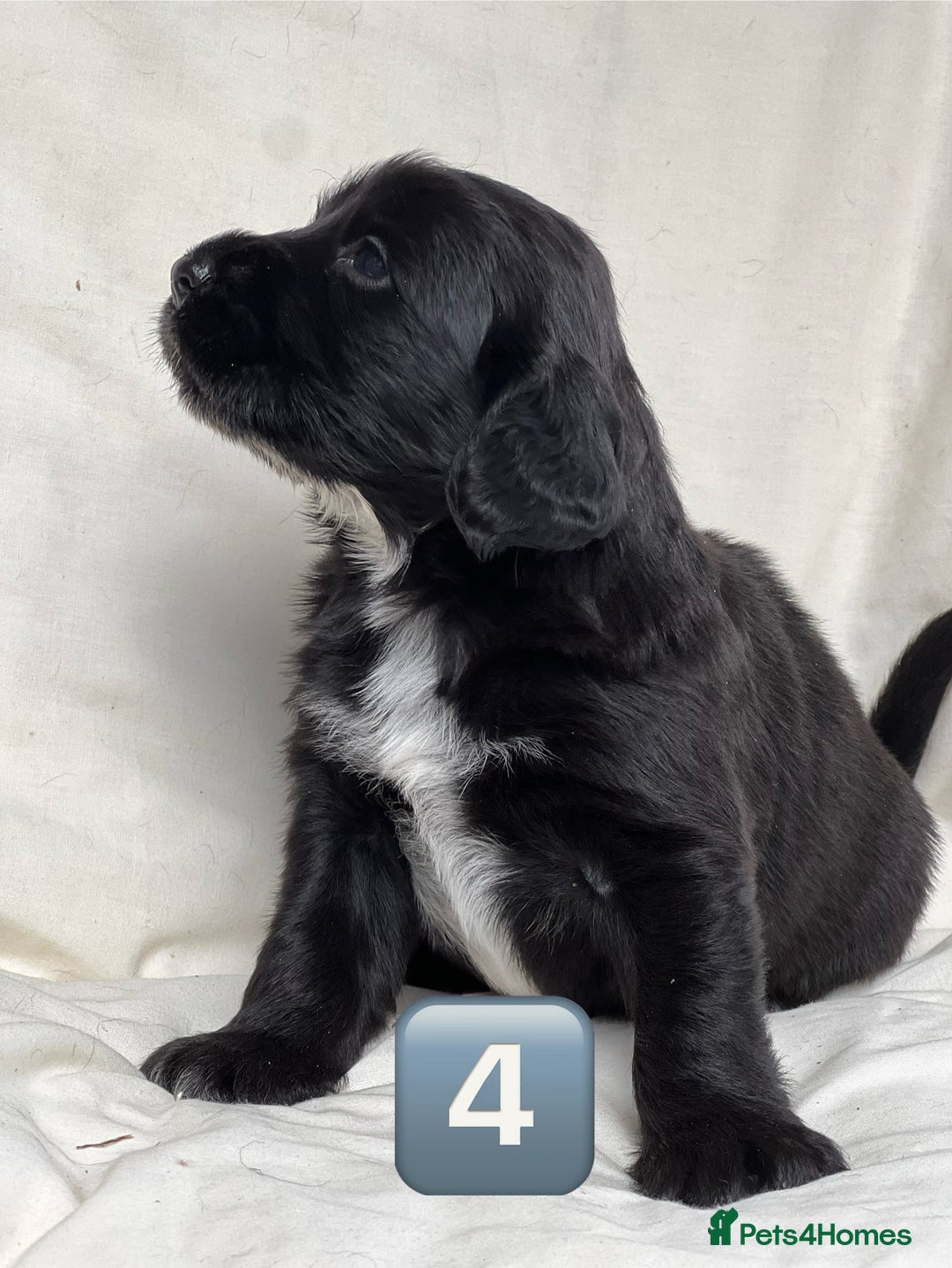Mixed Breed dogs for sale: Outstanding sprollies pups for sale  - Image 30