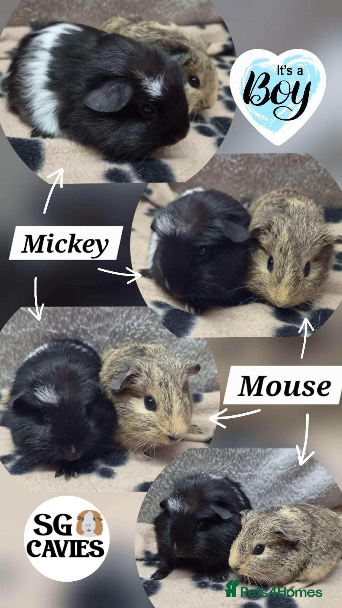 Guinea Pig rodents Beautiful baby guinea pigs for sale  - Advert 15