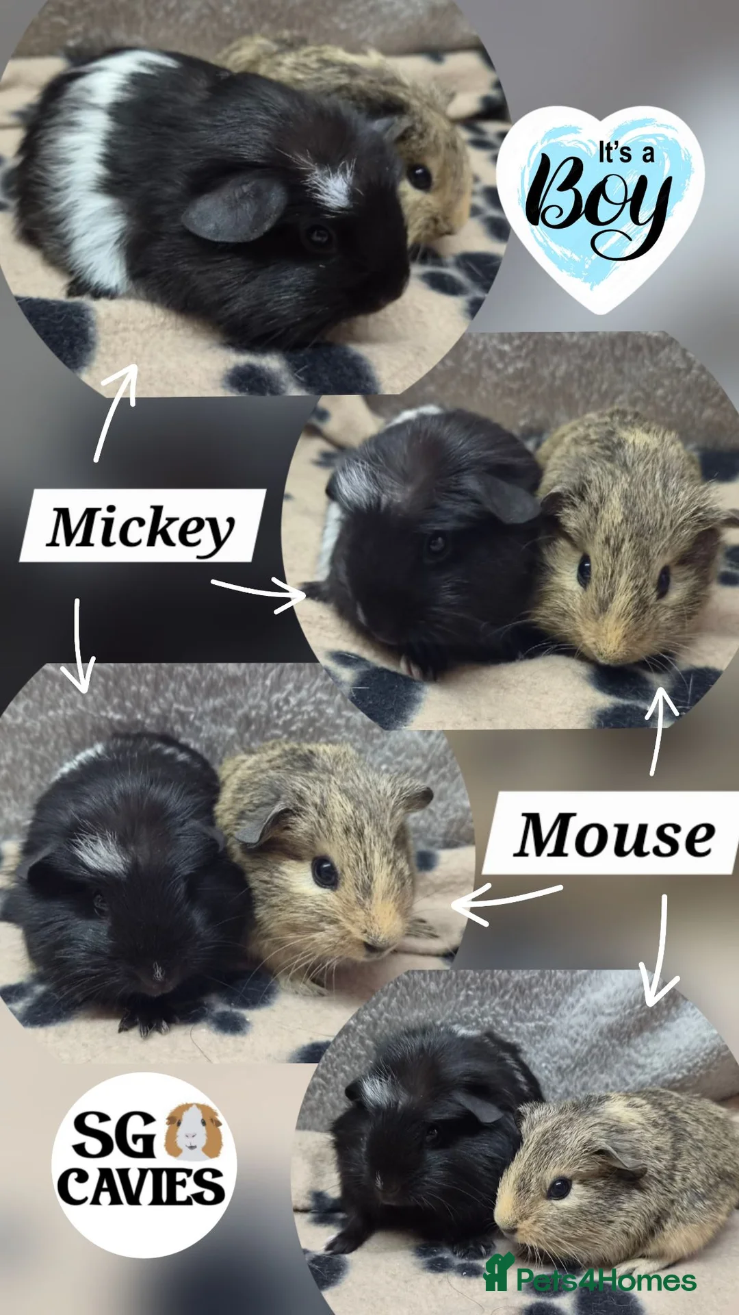 Guinea Pig rodents for sale: HOMES NEEDED  Beautiful baby guinea pigs for sale  - Advert 1