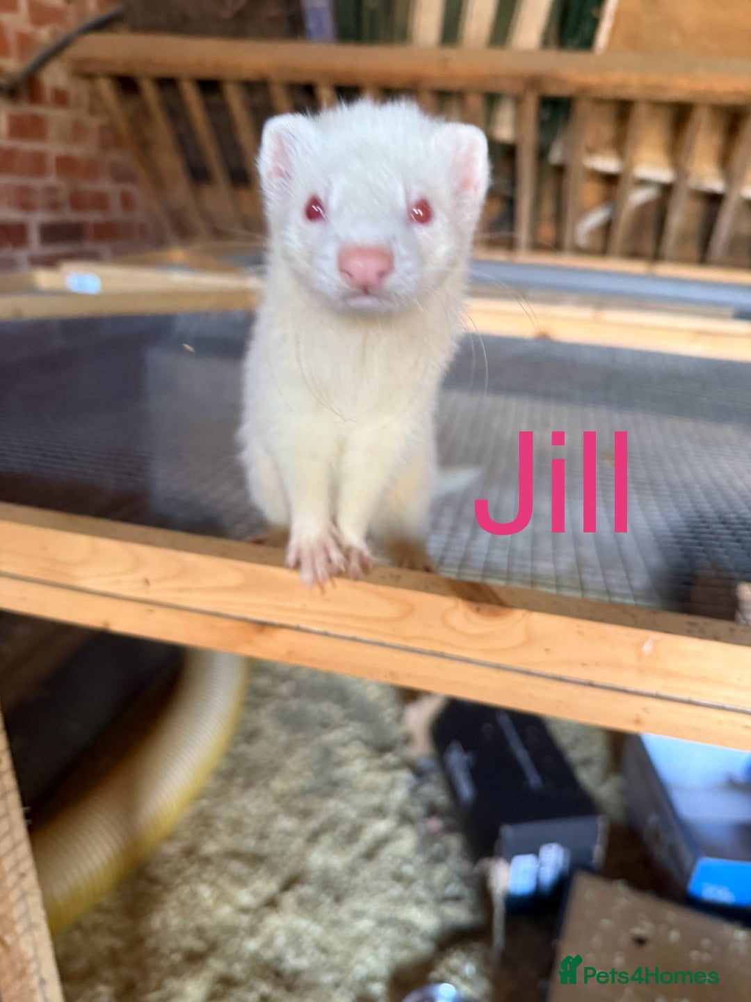Ferret rodents for sale: Pet/working ferret kits for new home - Image 1