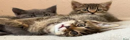 Mixed Breed cats for sale: Gorgeous kittens, 1 grey girl, 2 tabby boys - Advert 16
