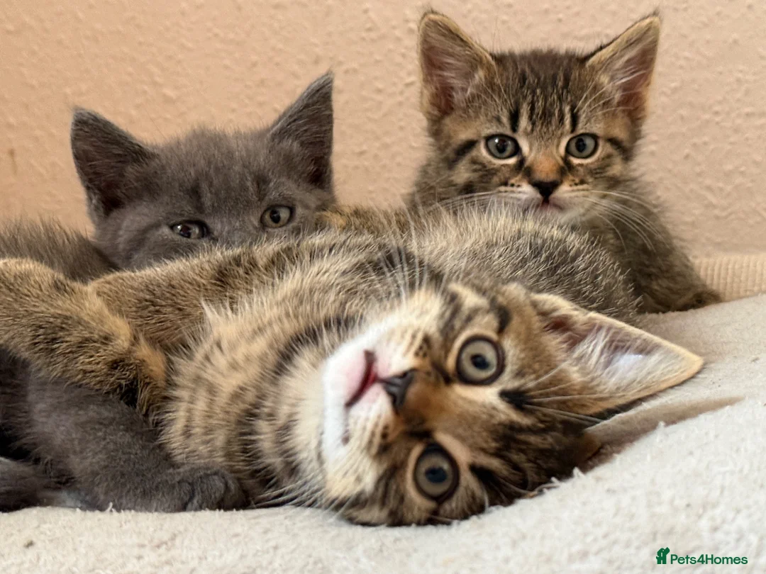 Mixed Breed cats for sale: Gorgeous kittens, 1 grey girl, 2 tabby boys - Advert 16