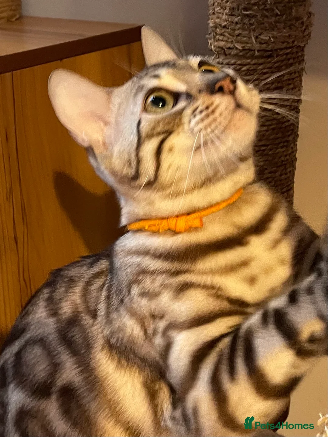 Bengal cats for sale: Outstanding pedigree Bengals - Advert 26