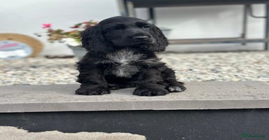Cocker Spaniel dogs - Advert 2