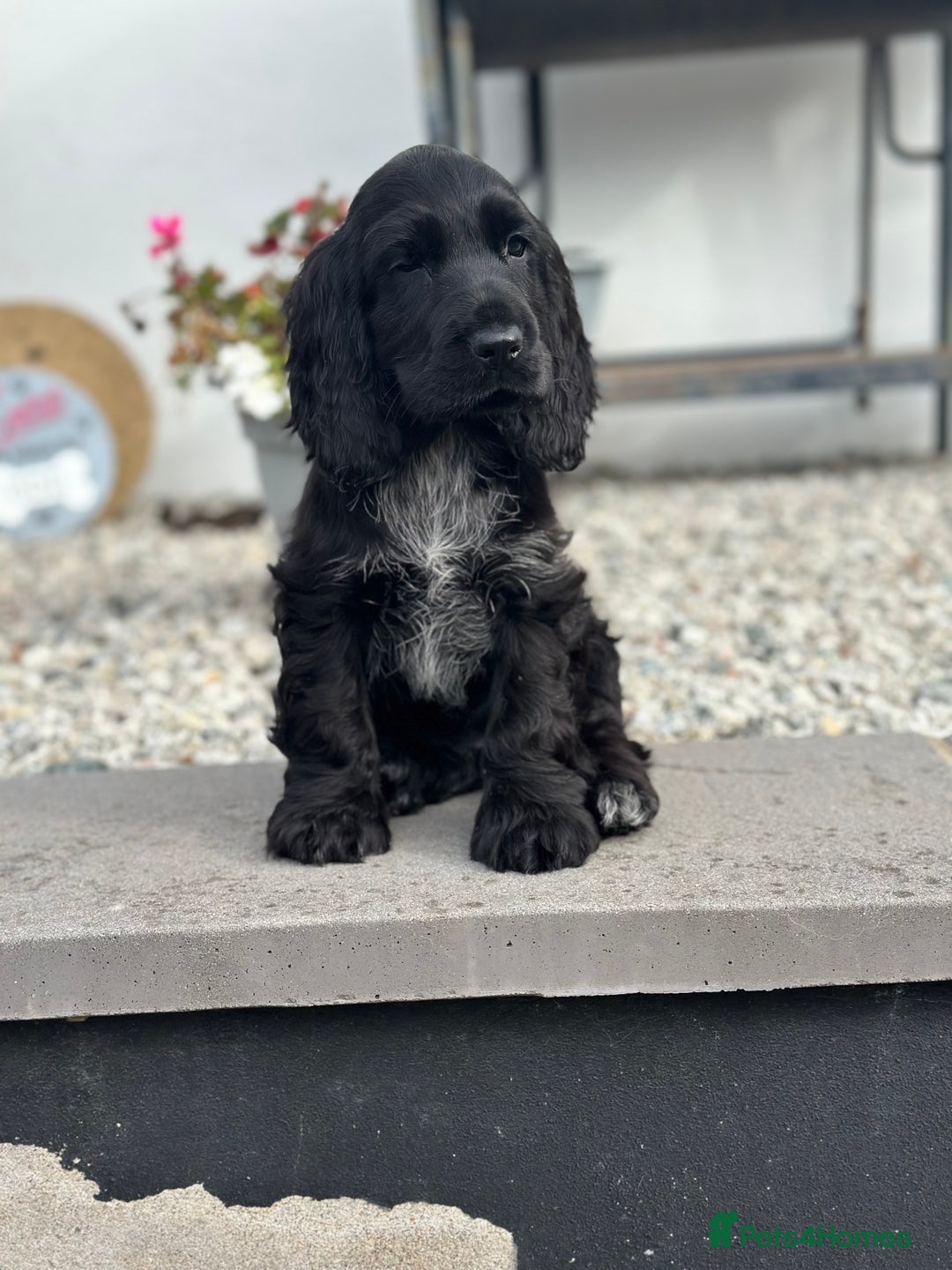 Cocker Spaniel dogs for sale: 1 stunning black girl health clear ready now - Image 2