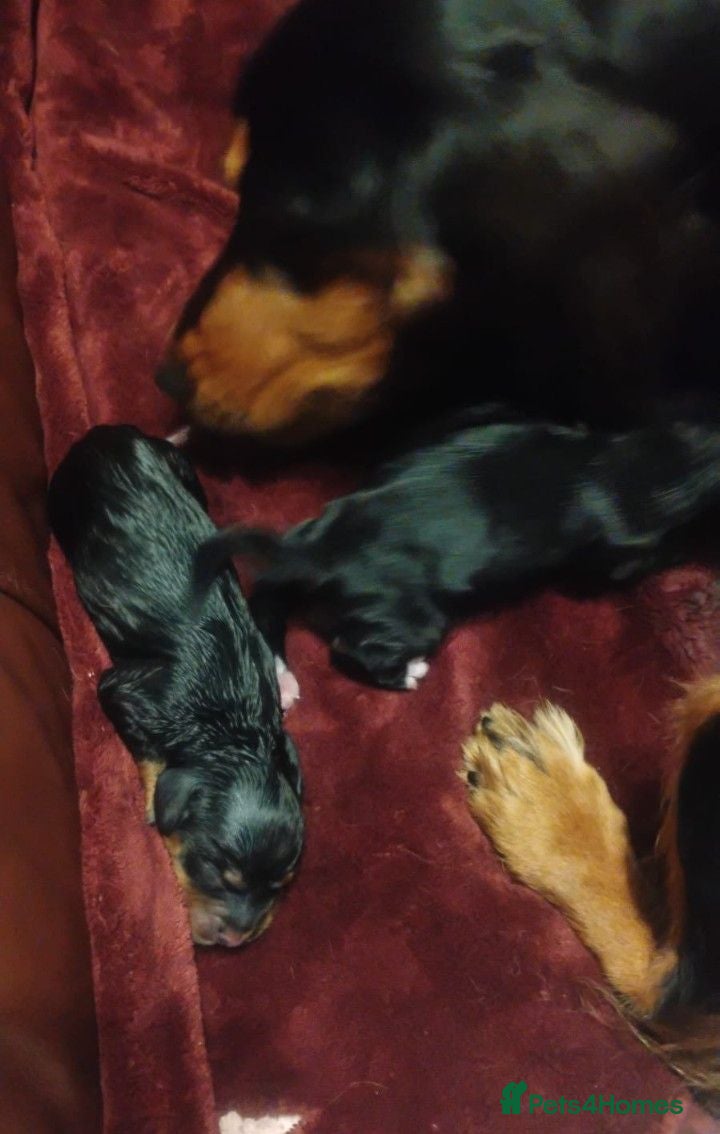 Cocker Spaniel dogs COCKER SPANIEL 8 weeks 27th June  - Advert 2