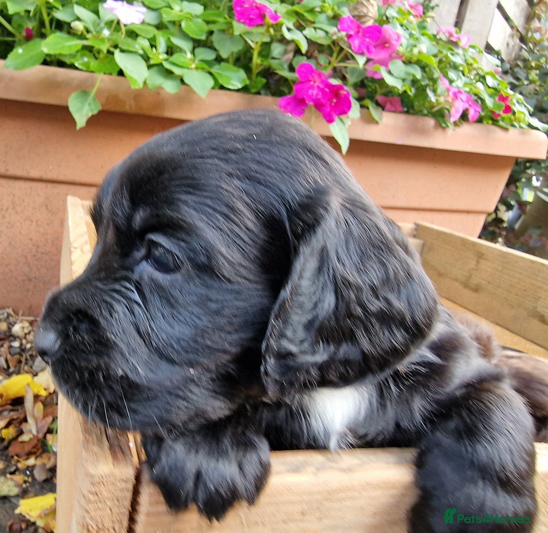 Cocker Spaniel dogs for sale: Cocker Spaniel Puppies - KC Registered  - Image 9