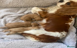Cavapoo dogs for sale: 3 Gorgeous Cavapoo puppies - Image 7
