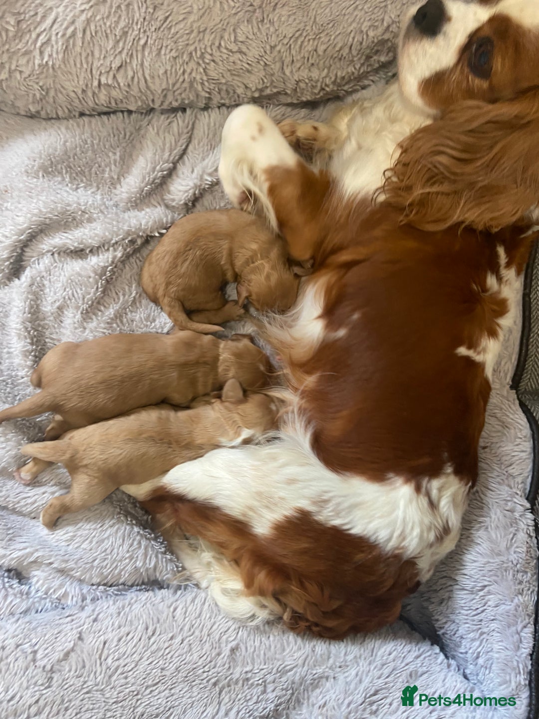 Cavapoo dogs for sale: 3 Gorgeous Cavapoo puppies - Image 7