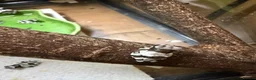 Frog reptiles for sale: Amazon milk frog babies - Advert 5