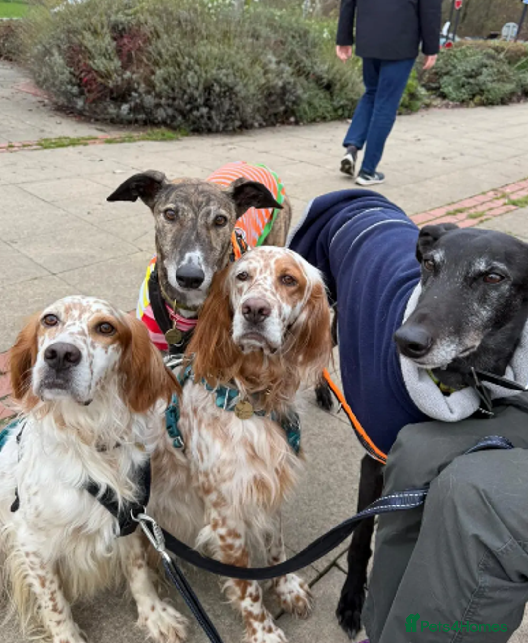 English Setter dogs for adoption: Dil (Formerly Dul)   in Blaydon-on-Tyne - Advert 15