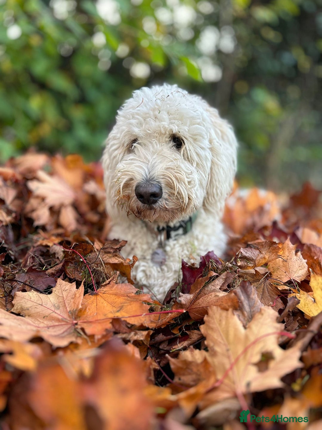 Goldendoodle dogs for sale: Goldendoodles F1, both parents hip scored          - Advert 2