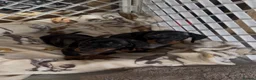 Miniature Dachshund dogs for sale: Miniature dachshund Kennel club registered  - Advert 7