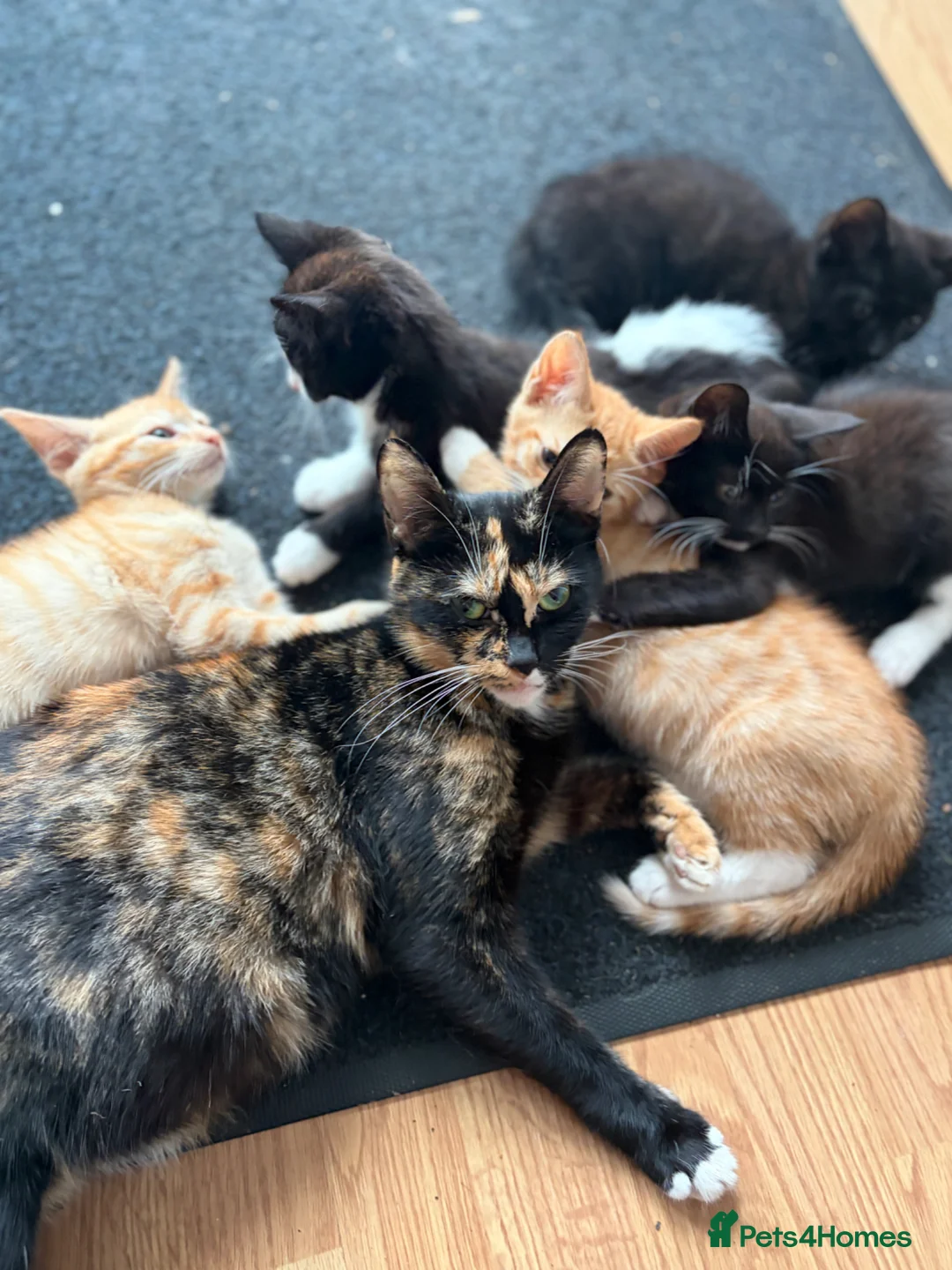 Mixed Breed cats for sale: 🐾 Adorable Kittens Looking for Loving Homes 🏡 - Advert 2