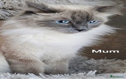 Ragdoll cats for sale: Stunning Ragdolls  - Image 8