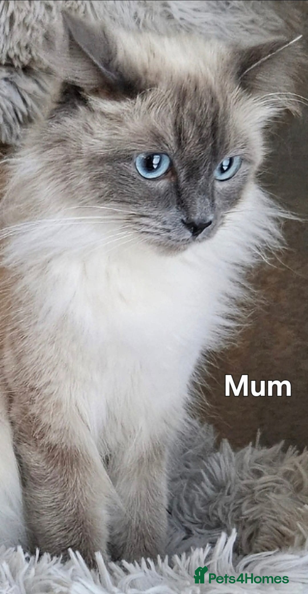 Ragdoll cats for sale: Stunning Ragdolls  - Image 8
