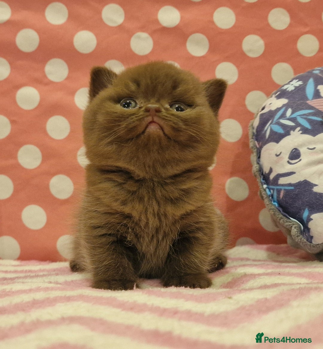 British Shorthair cats for sale: Tica registered British Shorthair kittens Champion - Image 28