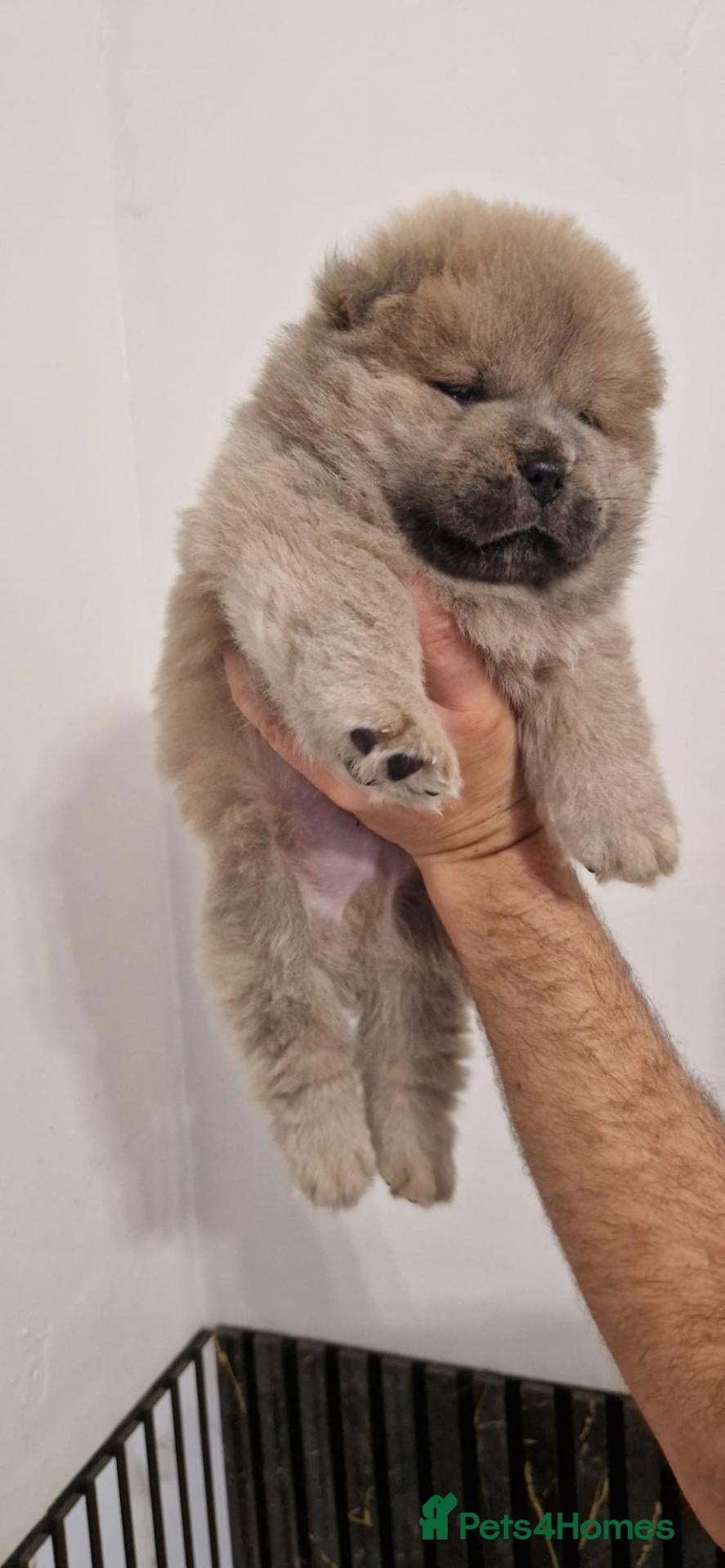 Chow Chow dogs 💙 CHOW CHOW 🧡 - Advert 2