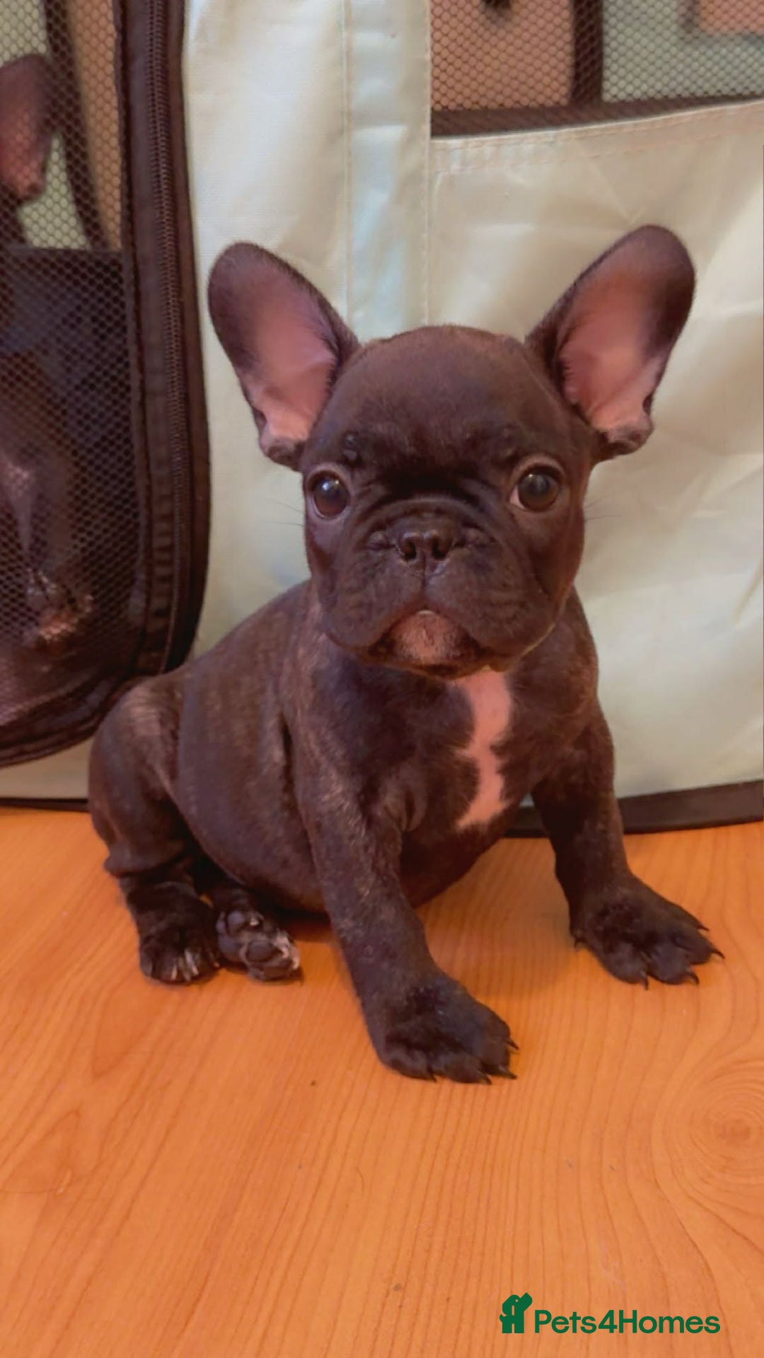 French Bulldog dogs for sale: French puppies  - Advert 10