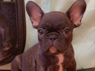 French Bulldog dogs French puppies - Advert 3