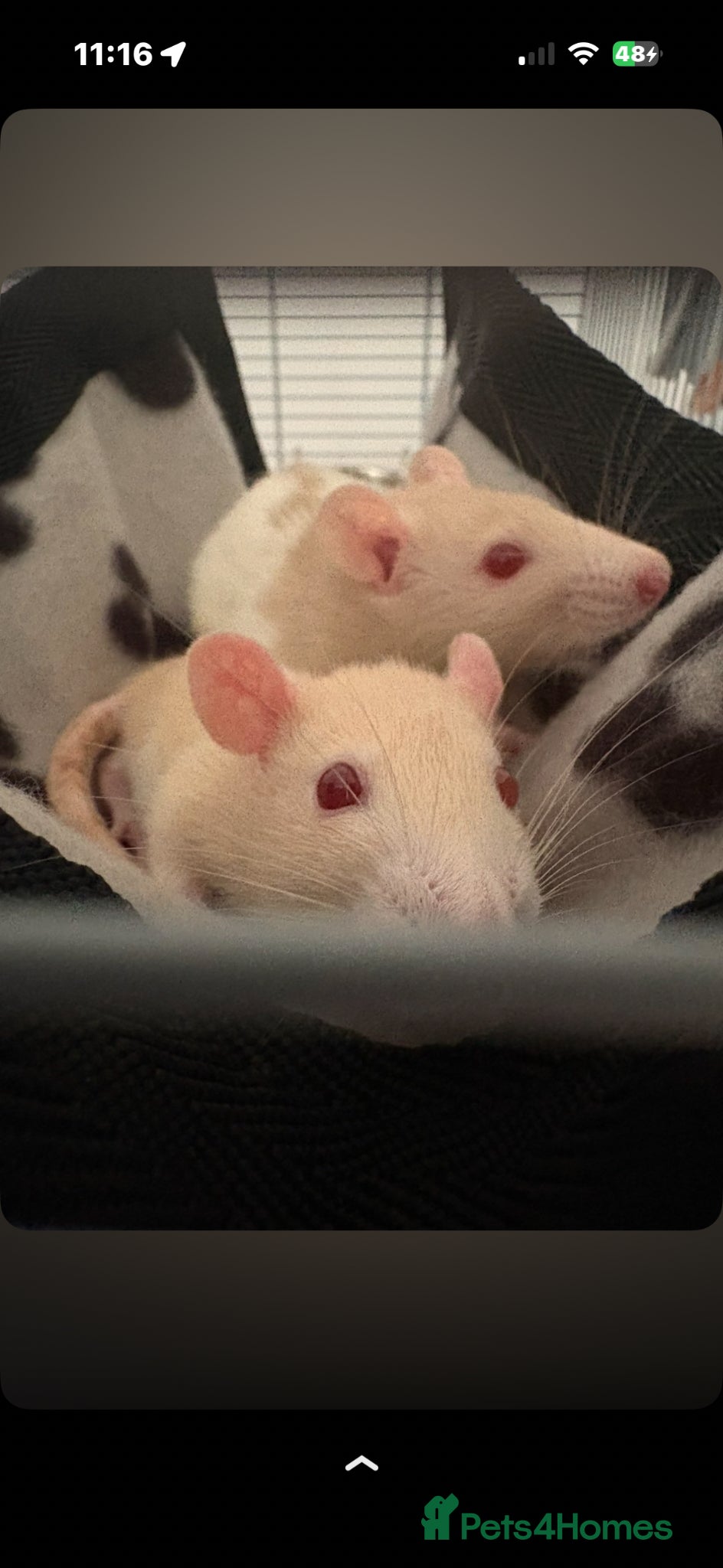 Rat rodents 2 female rats  - Advert 3