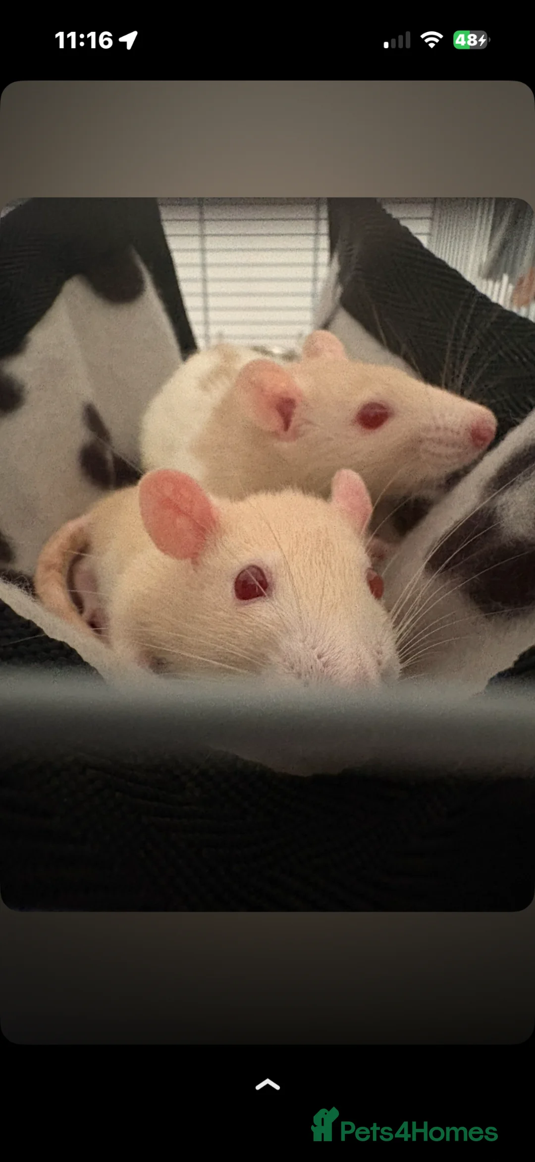 Rat rodents for sale: 2 female rats  in Bristol - Advert 1