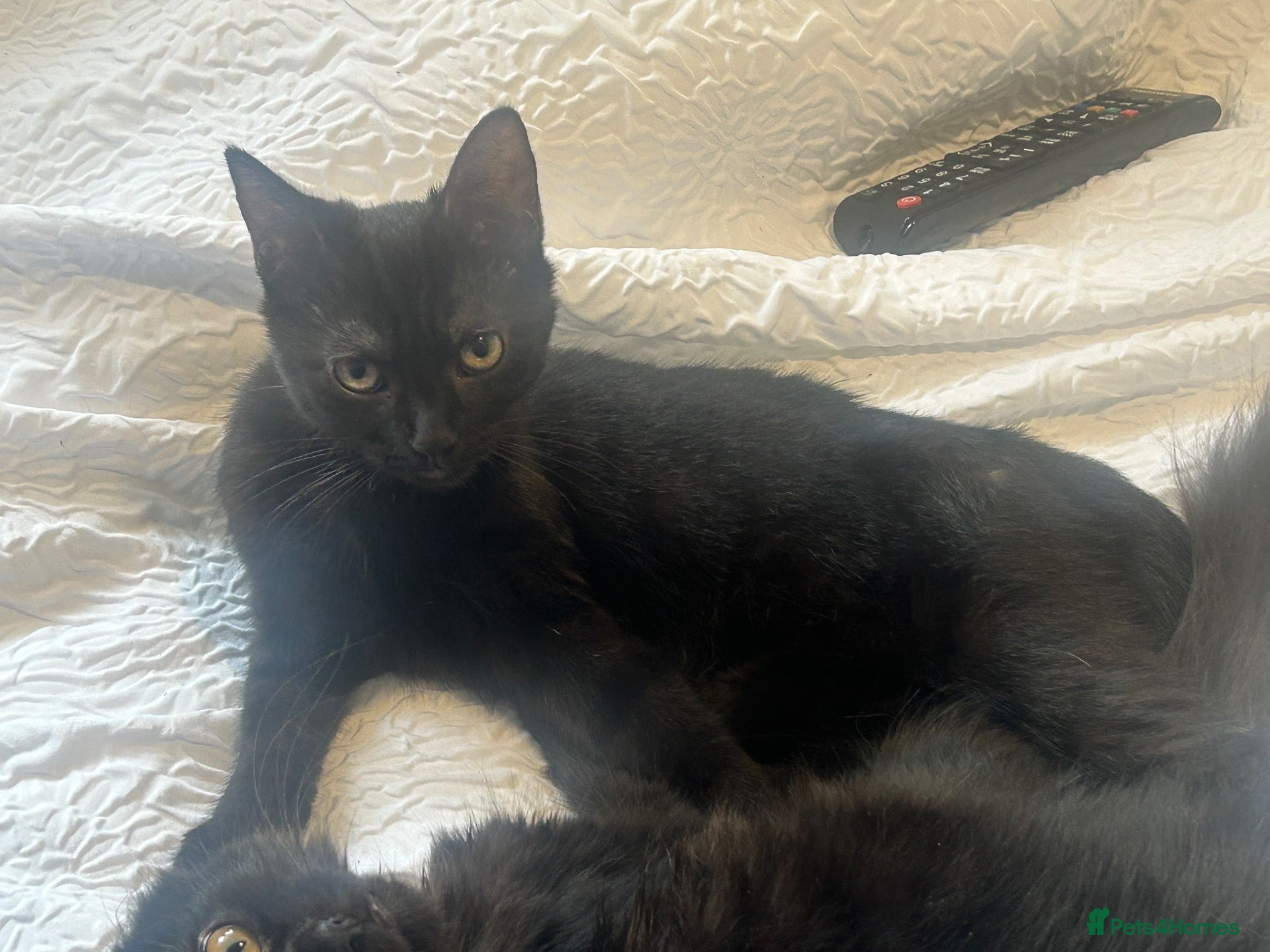 Mixed Breed cats Norwegian first cat X Russian Blue £90!!!! - Advert 15