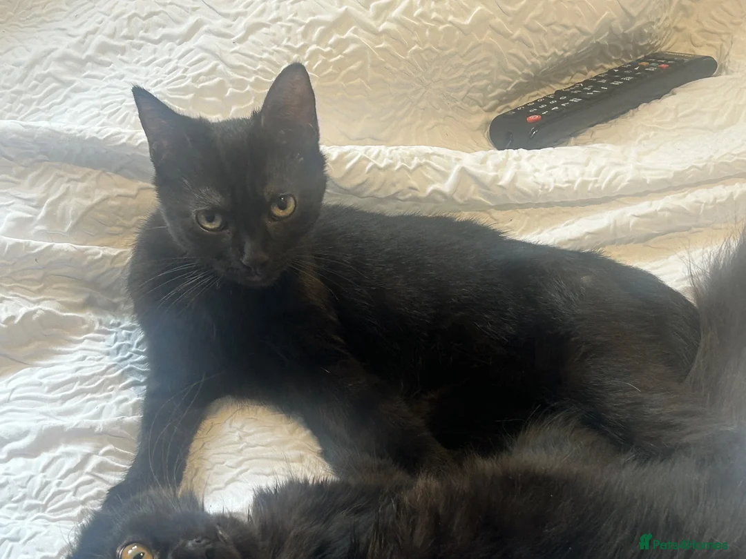 Mixed Breed cats for sale: Norwegian first cat X Russian Blue £90!!!! - Advert 1