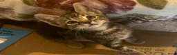 Mixed Breed cats for sale: Cute kittens for sale KT4 in Worcester Park - Advert 17