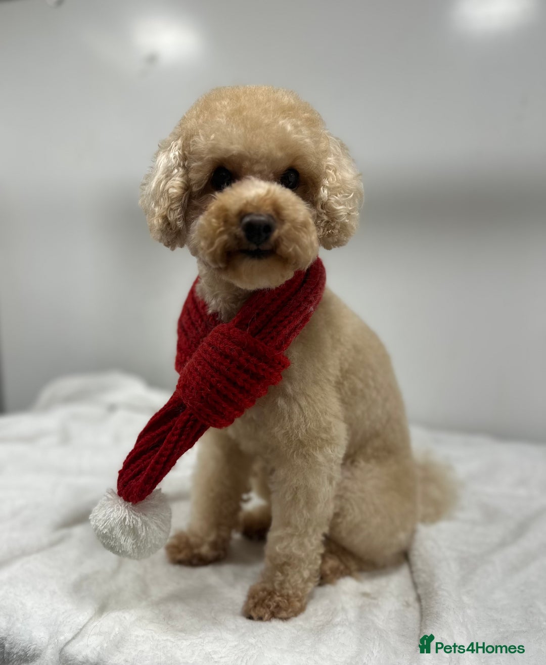 Toy Poodle dogs for stud:  proven tiny 2.3kg KC registered red toy poodle  in Devizes - Advert 1