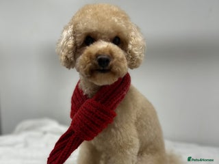 Toy Poodle dogs proven tiny 2.3kg KC registered red toy poodle in Devizes - Advert 3