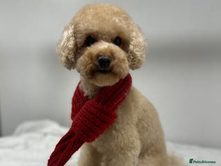 Toy Poodle dogs proven tiny 2.3kg KC registered red toy poodle in Devizes - Advert 11