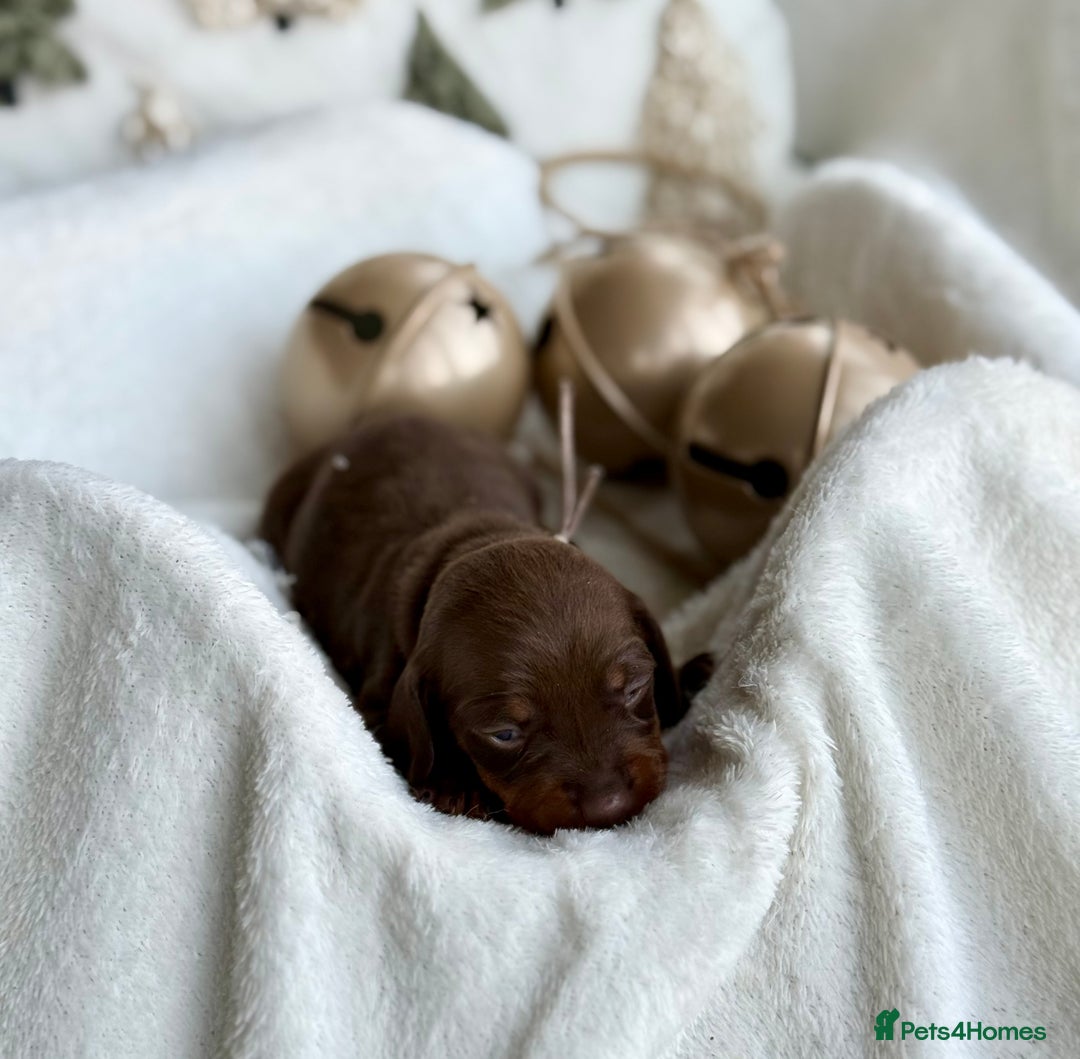Miniature Dachshund dogs for sale: Kc reg choc tweed dapple & choc n tan  - Advert 14