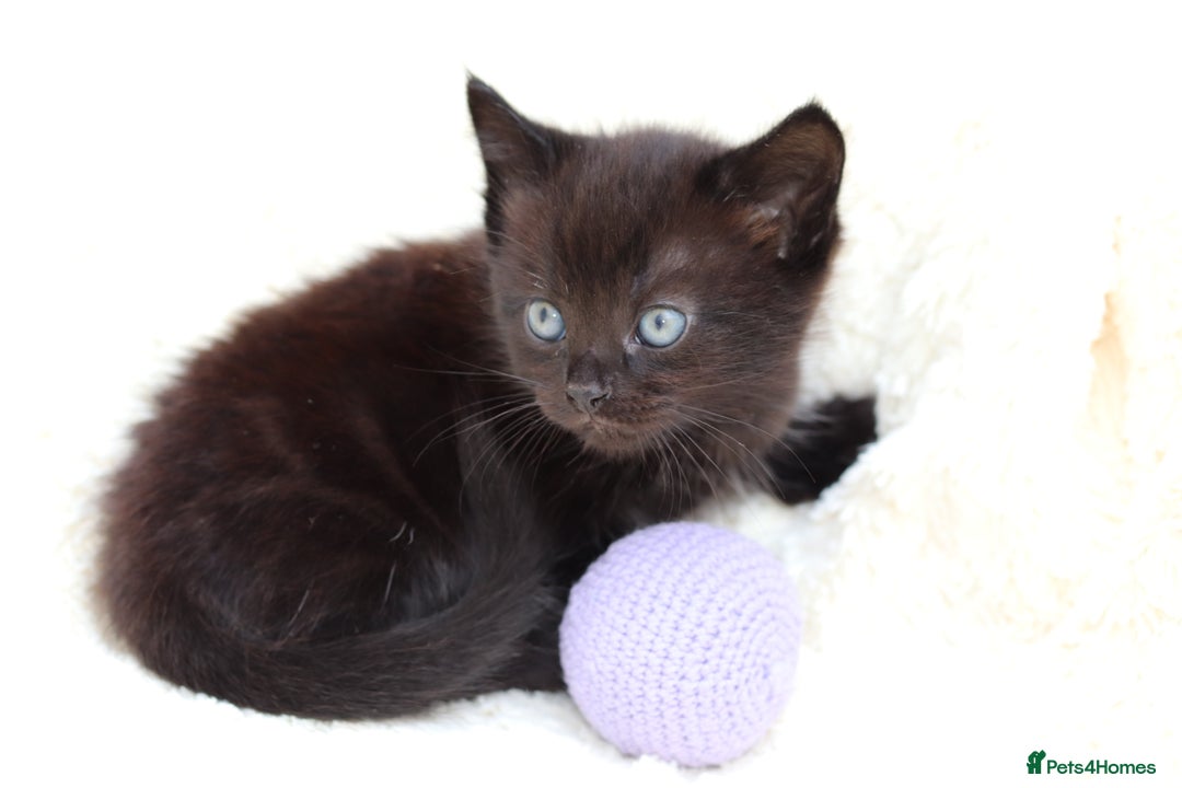 Mixed Breed cats for sale: Adorable Kittens  - Image 19