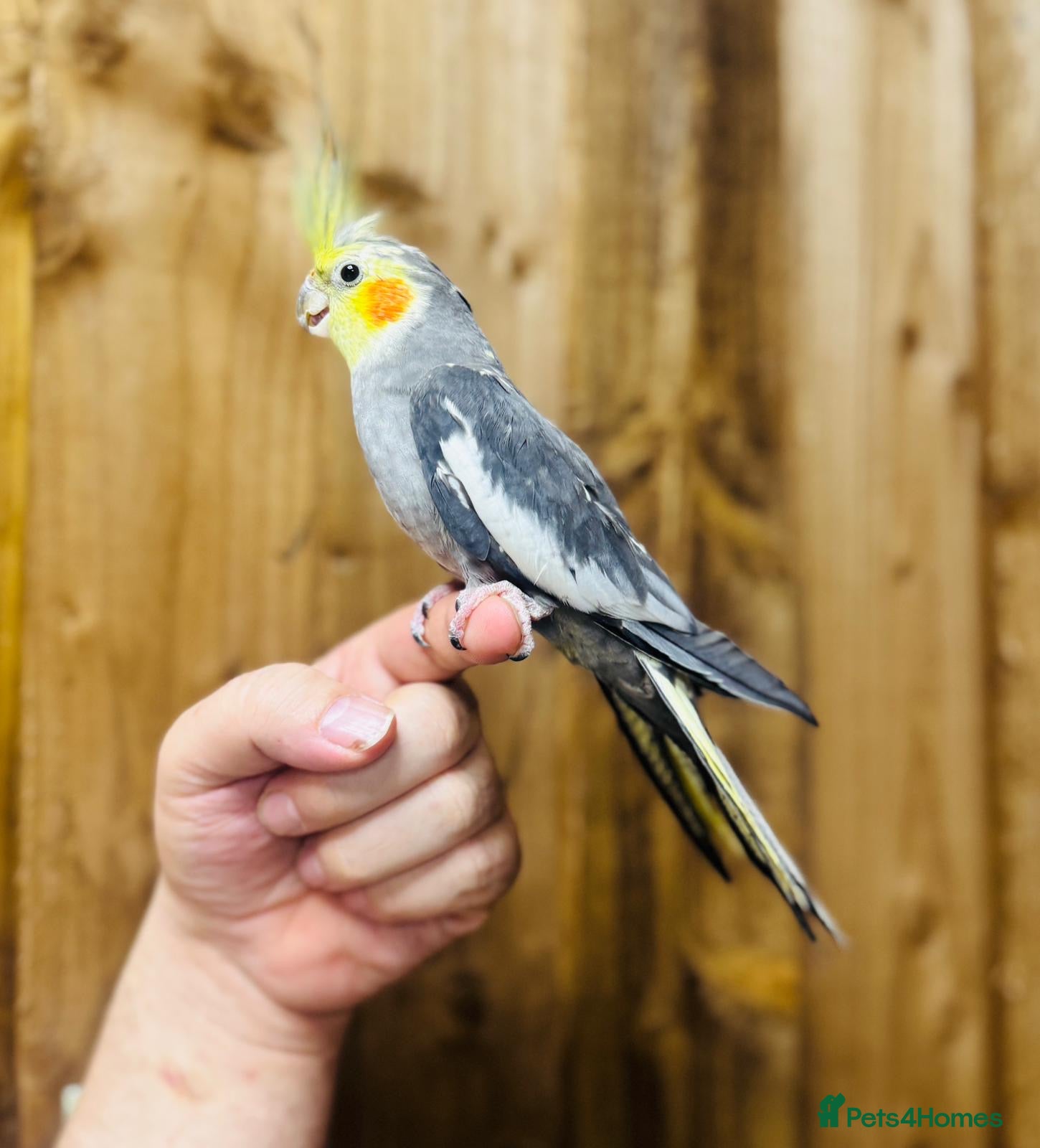 Cockatiels birds Cocktails  - Advert 1