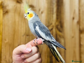 Cockatiels birds Cocktails - Advert 1