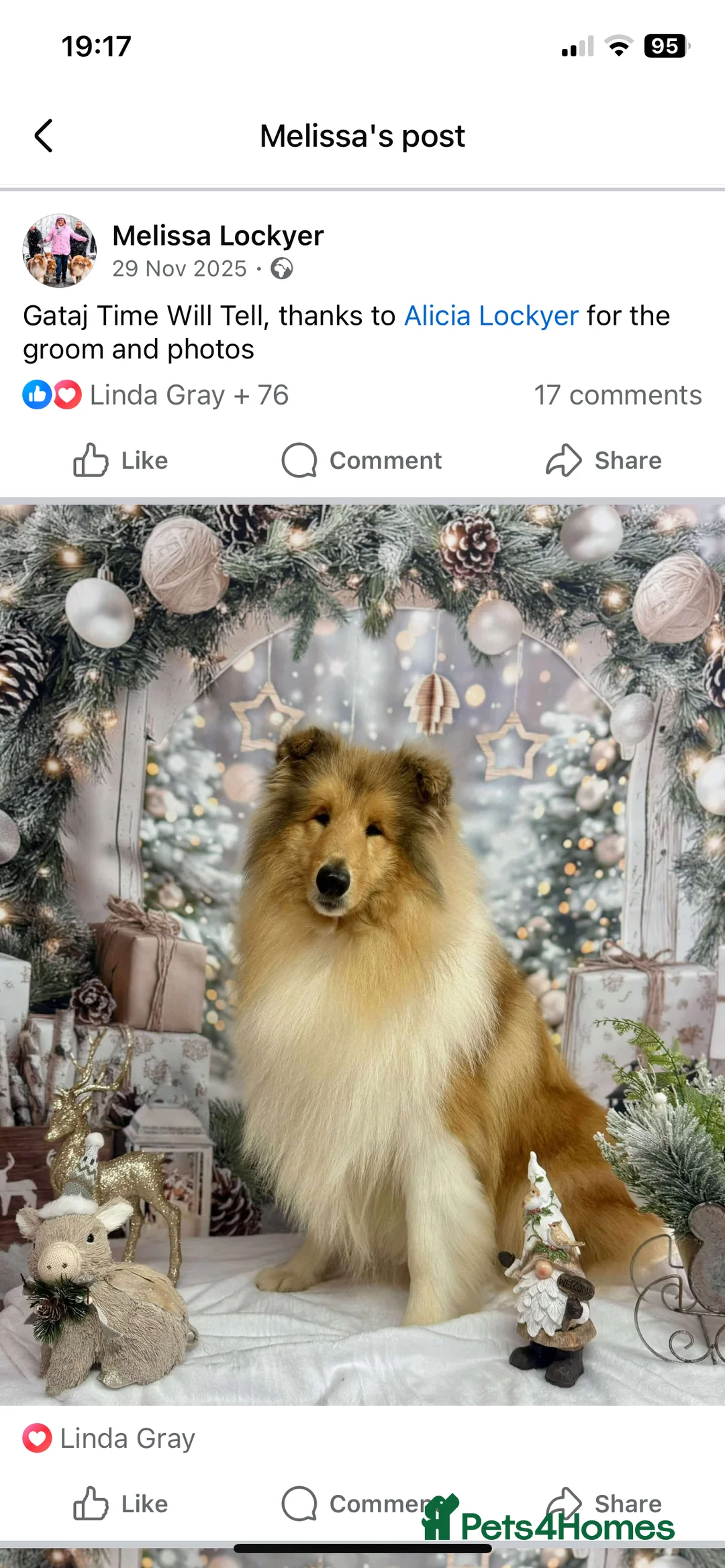 Rough Collie dogs for sale: KC Registered Sable and white male rough Collie - Advert 5