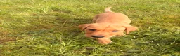 Labrador Retriever dogs for sale: Beautiful red fox Labrador puppy male. - Advert 3