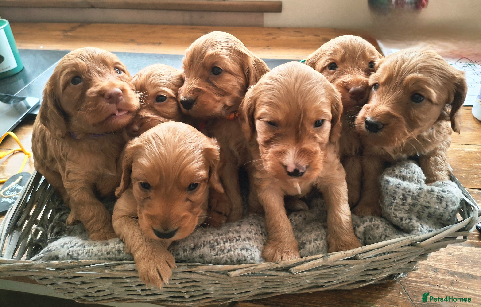 Cockapoo dogs F1b Cockapoo puppies - Advert 2