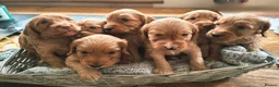 Cockapoo dogs for sale: F1b Cockapoo puppies - Advert 5