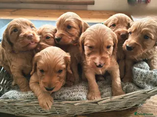 Cockapoo dogs F1b Cockapoo puppies - Advert 2