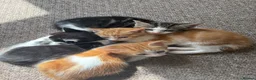 Domestic Shorthair cats for sale: 3x kittens available for loving forever home - Advert 10
