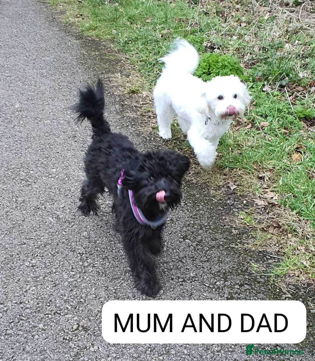 Maltipoo dogs for sale: Maltipoo  - Advert 9