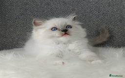 Ragdoll cats for sale: Best Ragdoll Kittens Regional Winner - Image 17