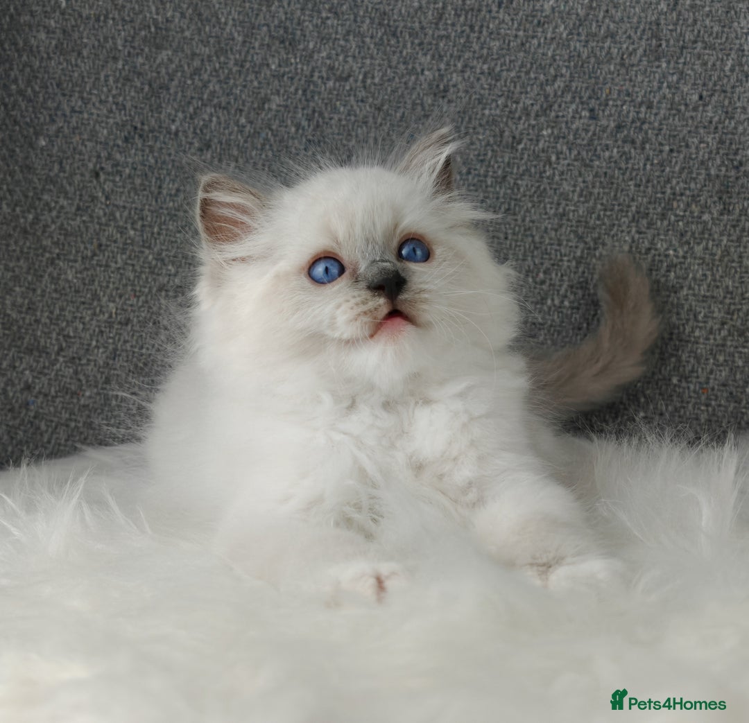 Ragdoll cats for sale: Best Ragdoll Kittens Regional Winner - Image 17