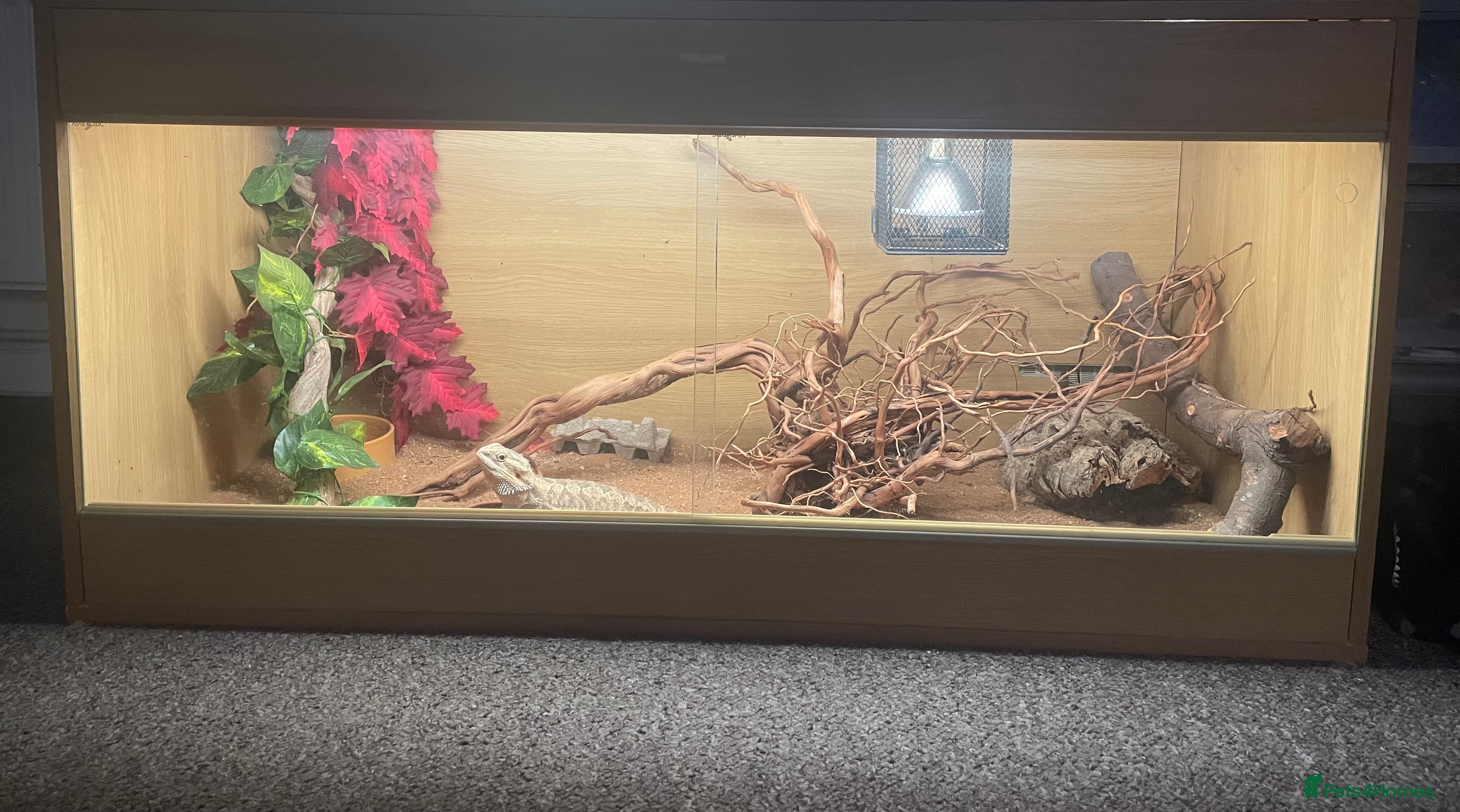 Bearded Dragon reptiles Beared dragon with full set up  - Advert 1