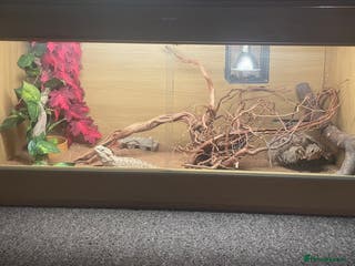 Bearded Dragon reptiles Beared dragon with full set up - Advert 13