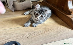 Ragcoon cats for sale: Polydactyl Ragcoons!  in Shepton Mallet - Image 9