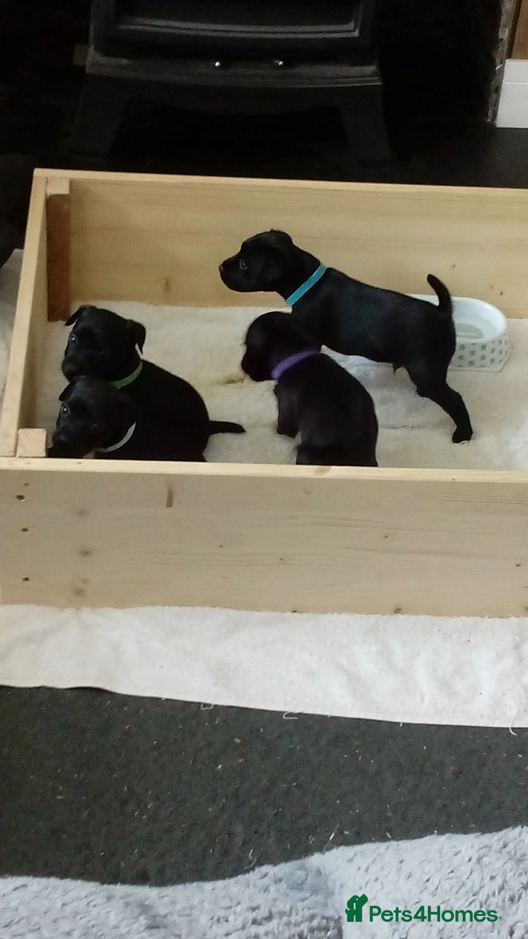 Patterdale Terrier dogs for sale: Patterdale terriers - Advert 2