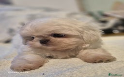Shih Tzu dogs for sale: Outstanding Imperial Shih Tzu Pups - Image 11